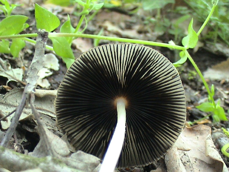 Vari funghi primaverili